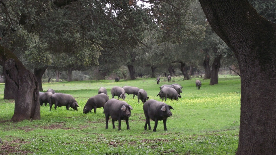 La Montanera - black Iberian pigs in the land
