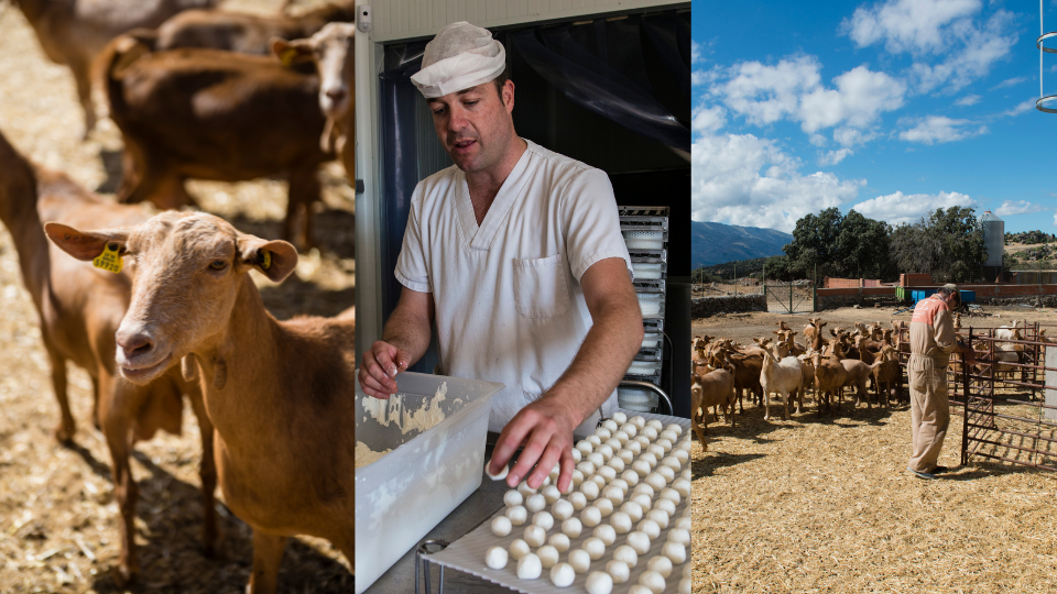 Brindisa Elvira Garcia Cheese Supplier