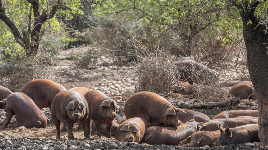 pigs grazing