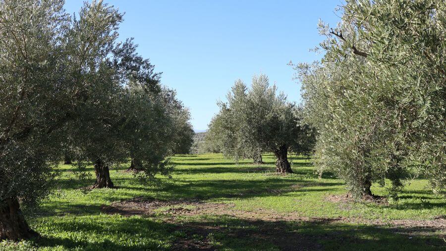 A Trip to Córdoba: Visiting Nuñez de Prado
