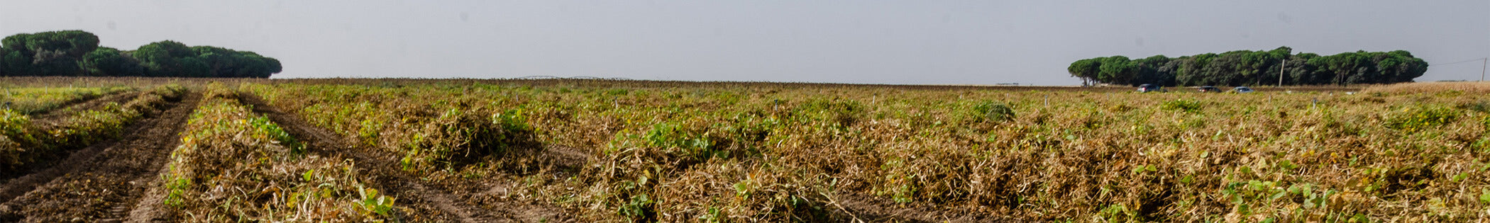 A Taste of Castilla y León