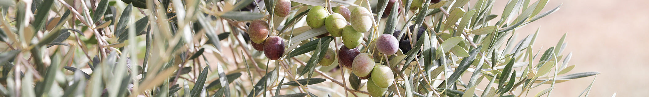 Olive oil