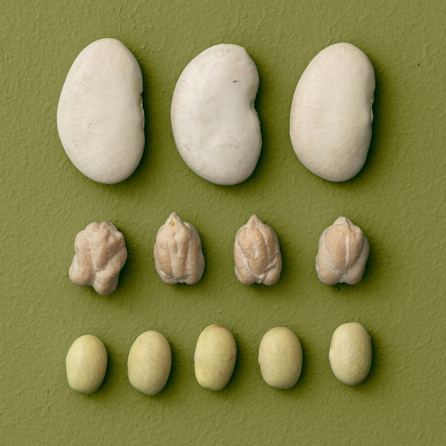 White beans arranged in a grid on a green background
