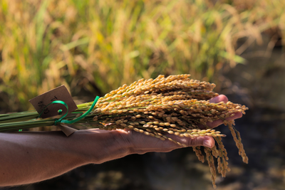 spanish-rice-crops-in-hand