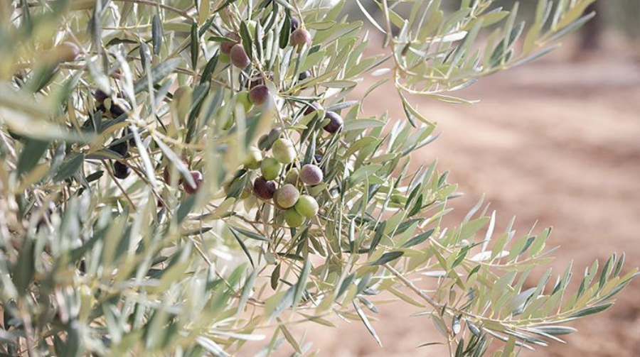 Extra Virgin Olive Oil Olive Groves