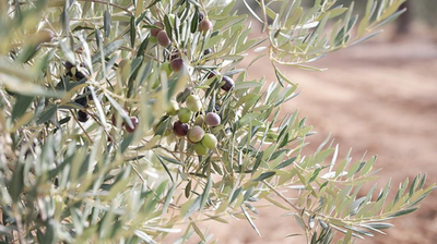 Extra Virgin Olive Oil Olive Groves