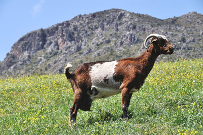 Cabra Raza Goat for Payayo Cheese
