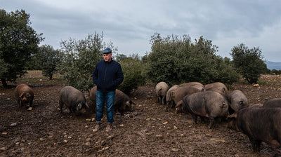 iberico pigs in the the Spanish dehesa