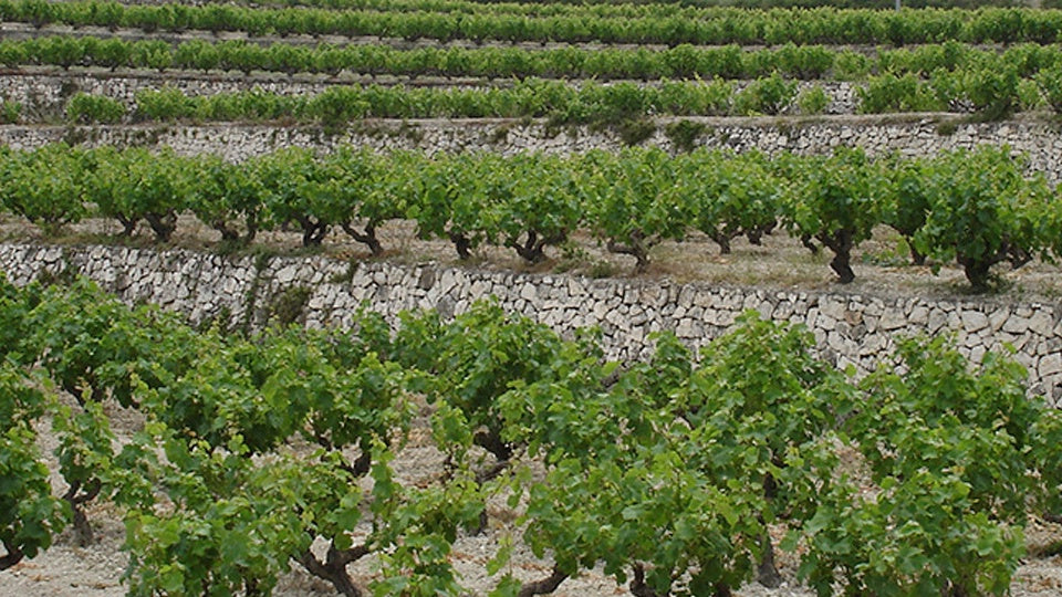 SECRETS OF SPAIN - ARTISAN WINE IN ALICANTE