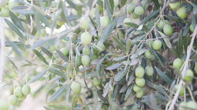 olives on an olive tree