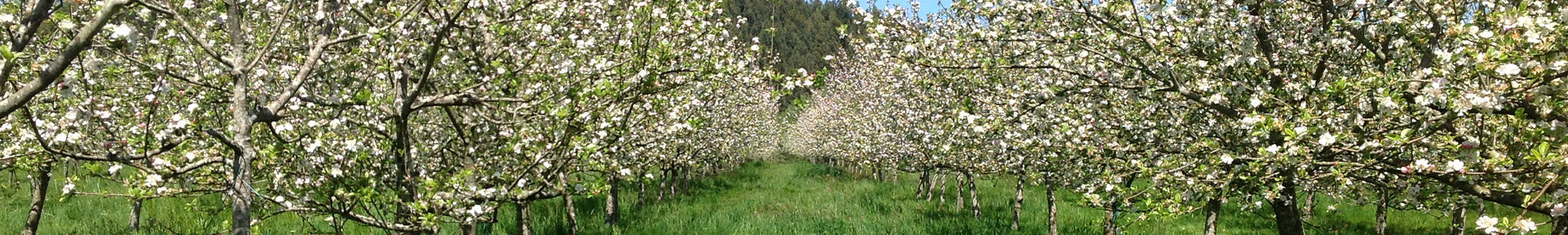 olive tree grove 