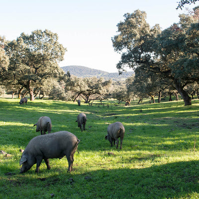 Pigs grazing in a lush green field with trees and mountains in the background