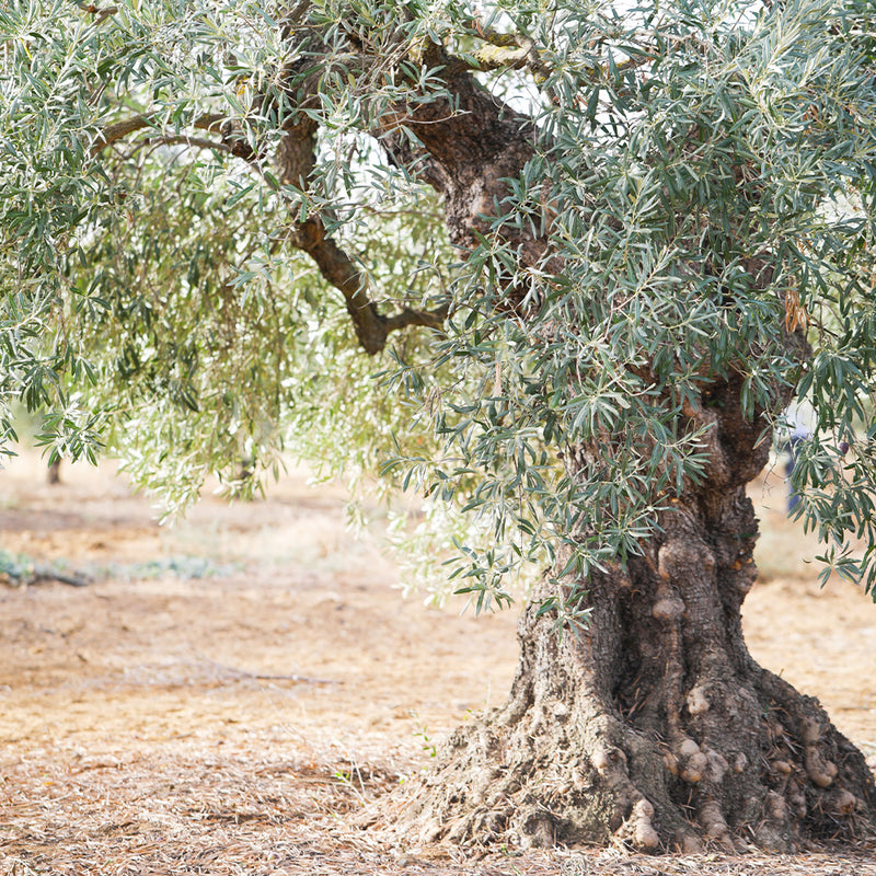 olive tree