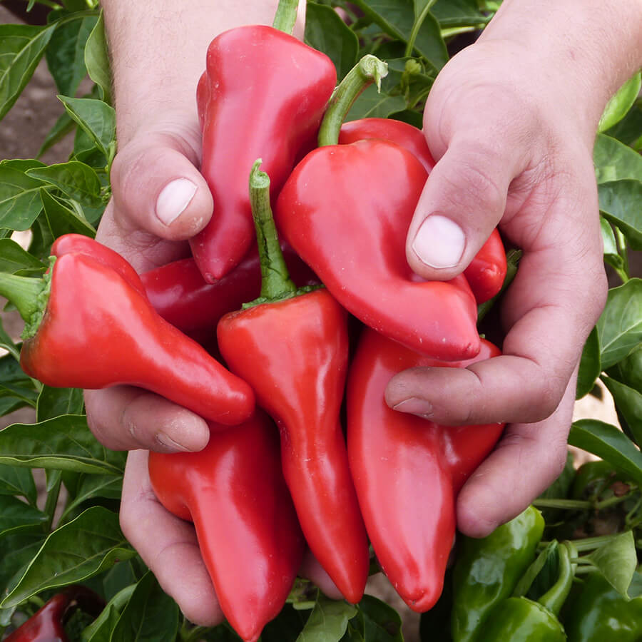 Red peppers held by hands with green leaves in the background