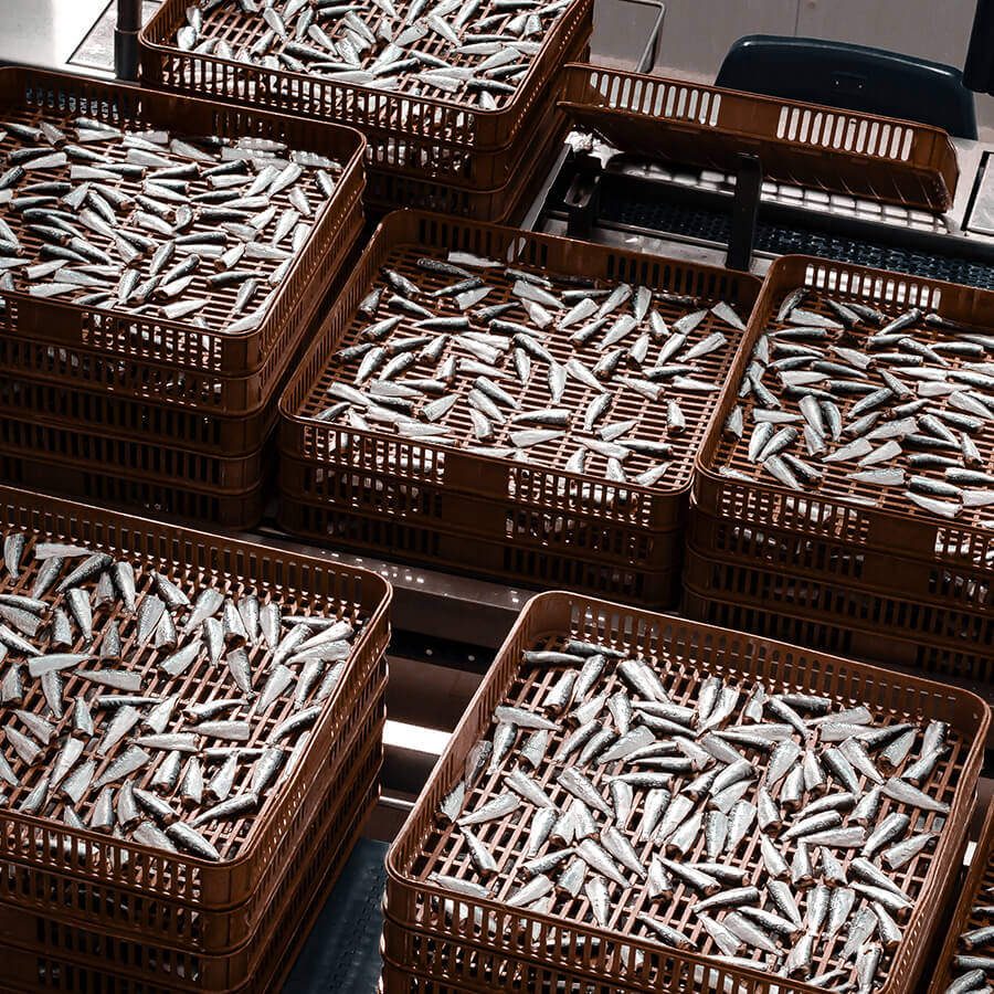 Multiple brown baskets filled with sardines on a conveyor belt.