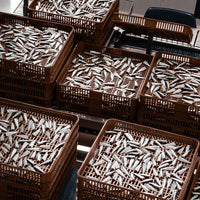 Multiple brown baskets filled with sardines on a conveyor belt.