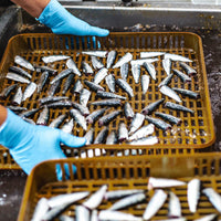 La Brujula Premium Small Sardines in Olive Oil,  115g