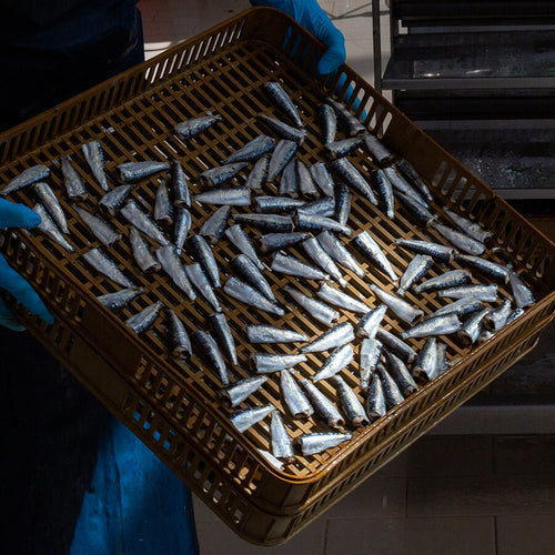 Person holding a tray of small sardins in a factory setting