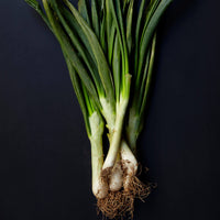 Calçots Calcots Brindisa Spanish Foods