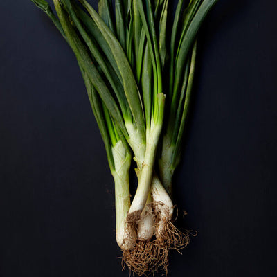 Calçots Calcots Brindisa Spanish Foods